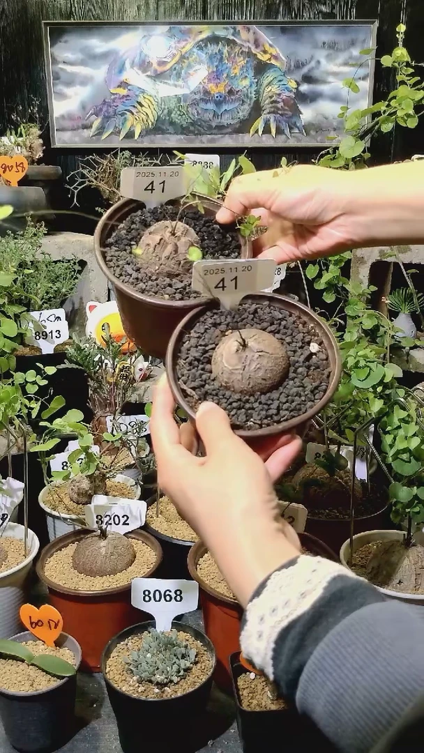 41号1120福利南非龟甲龙买一送一