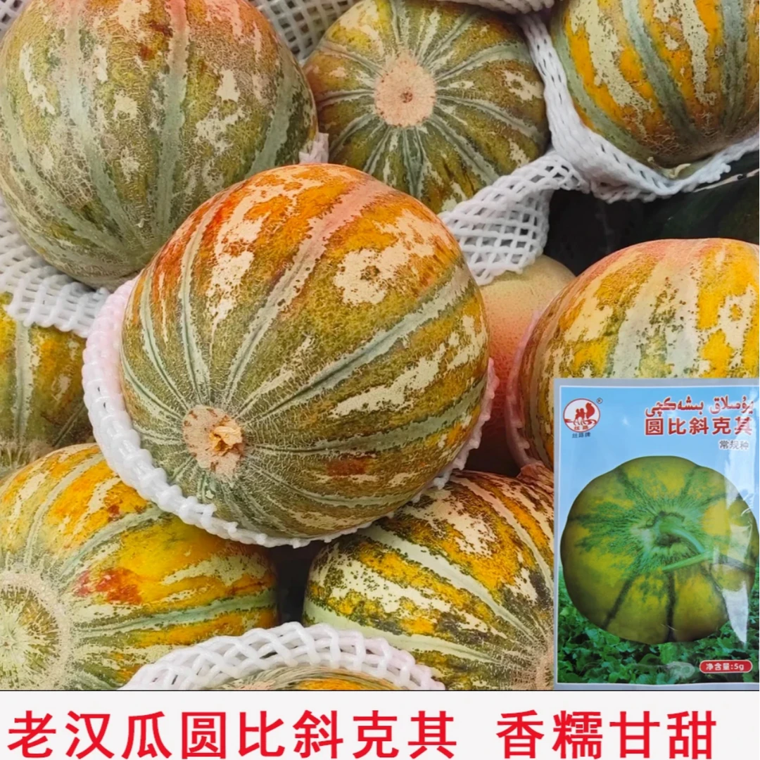 【老汉瓜种子】家庭阳台小院盆栽地栽四季种植