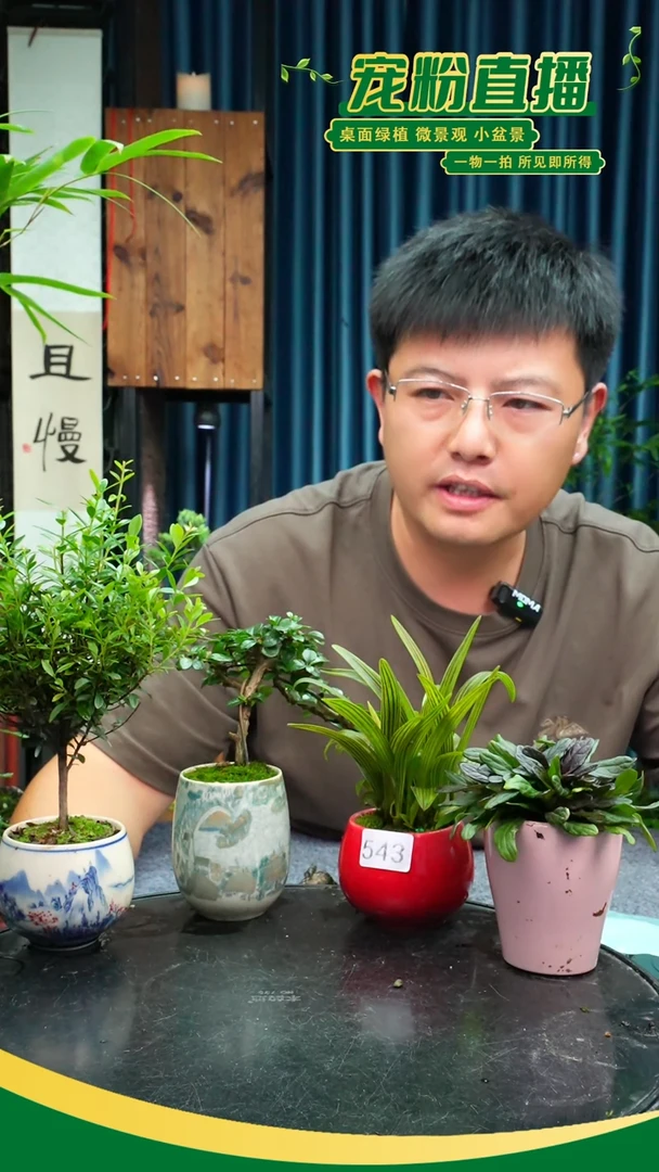 无花朵若*苔藓微景观543号