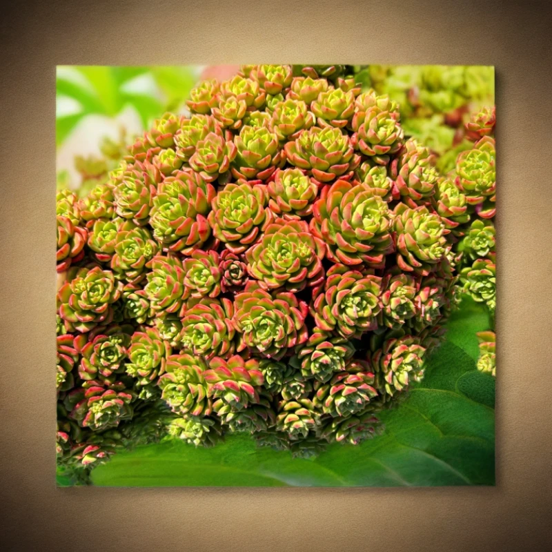 地栽超大火焰蒂亚多肉冠幅30公分以上