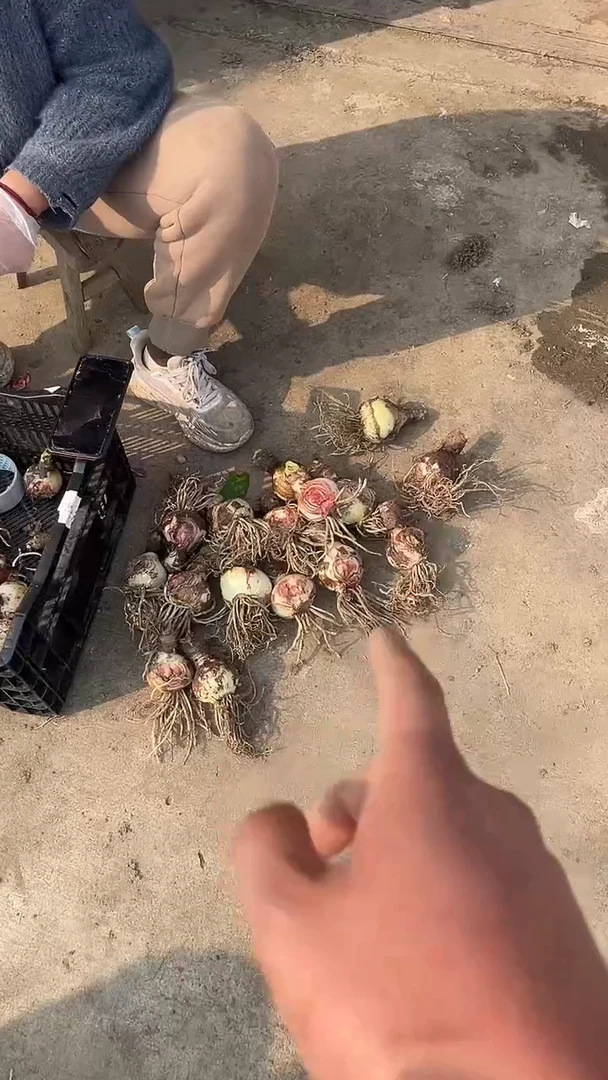 【闪购商品】阿弗雷重残次两颗球无售后