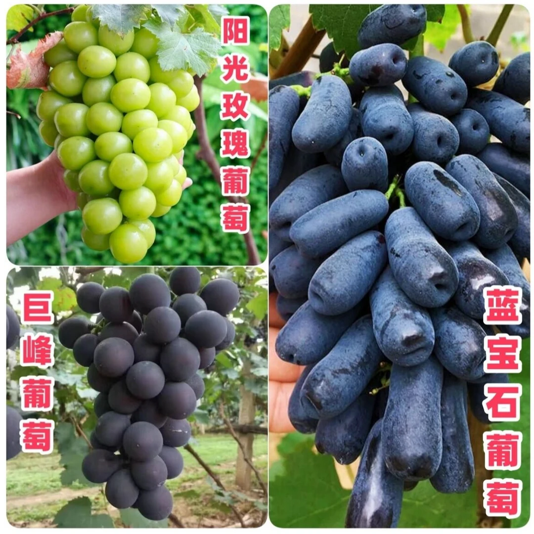 蓝宝石阳光玫瑰巨峰葡萄苗南方北方种植盆栽地栽抗旱耐寒基地直销