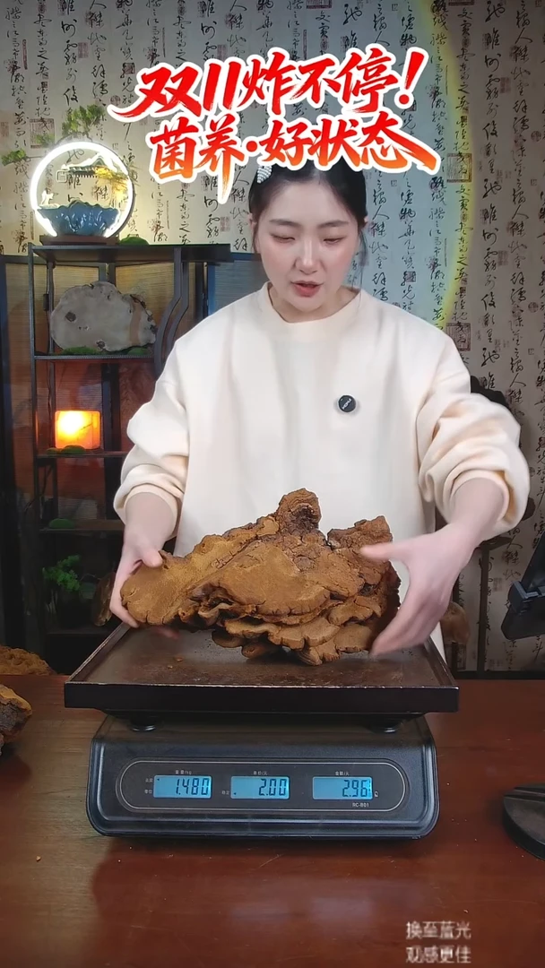 松针层孔菌中国大陆【藏区 野生】松树桑黄（2.32斤）30-40年份