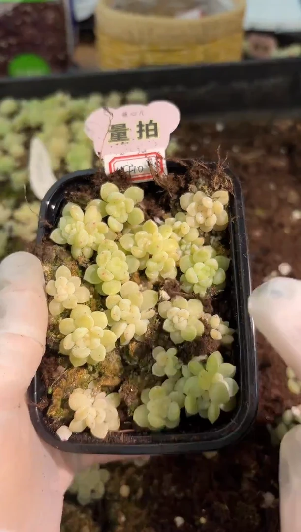 CF10切糕1盒 量拍混发