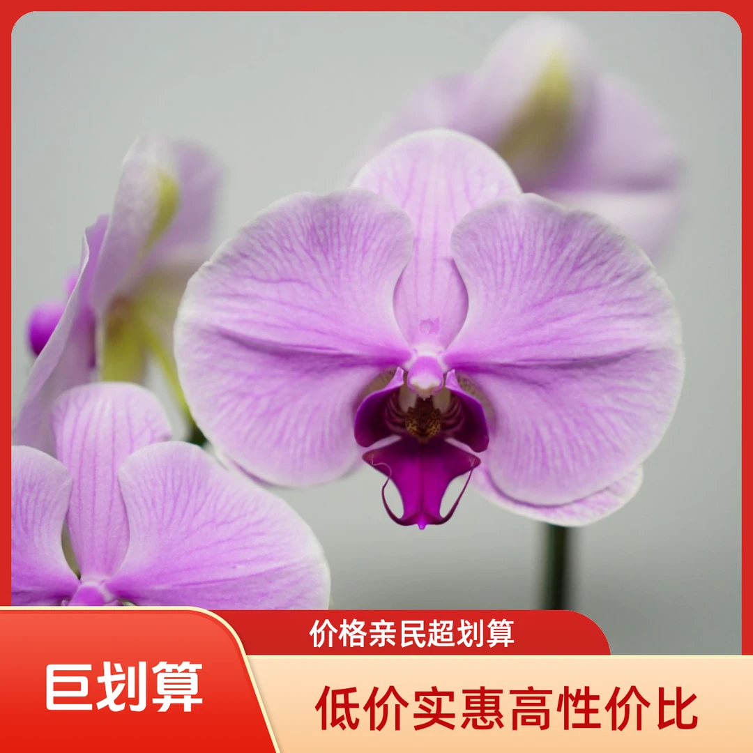 悠花里蝴蝶兰【代号1372】（3.5寸）带花带花苞开花珠发货