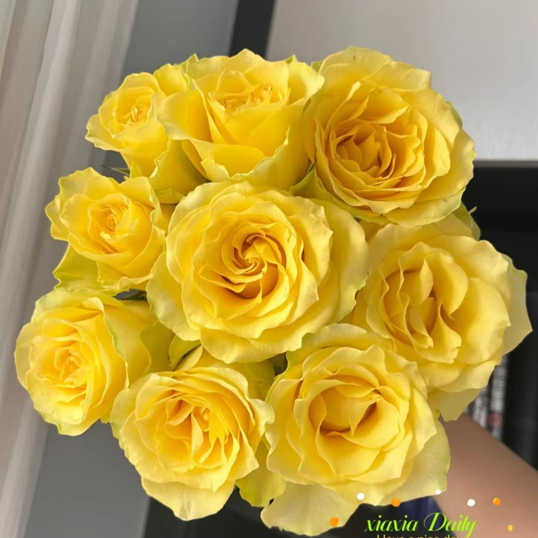 【AAA级】浪漫沙滩黄玫瑰10支 神仙姐姐同款网红爆款黄色花束云南直发家庭水养瓶插花鲜切花