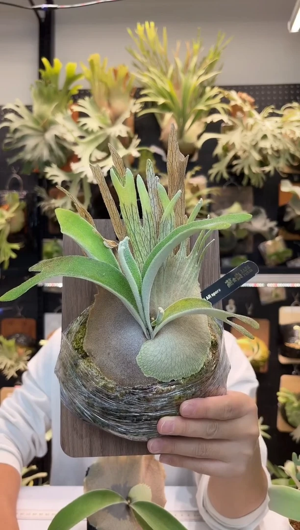 无花朵奥本河银鹿孢子苗