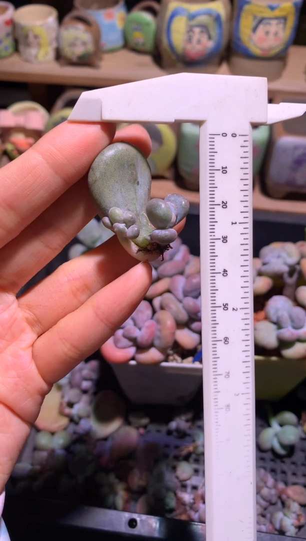 油煎奶酪多肉有锦