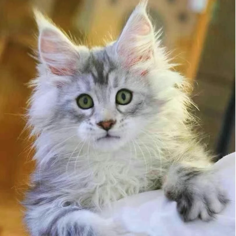 乐乐宠物 宠物猫猫活体专属大宠全款成交链接 仅支持平台交易