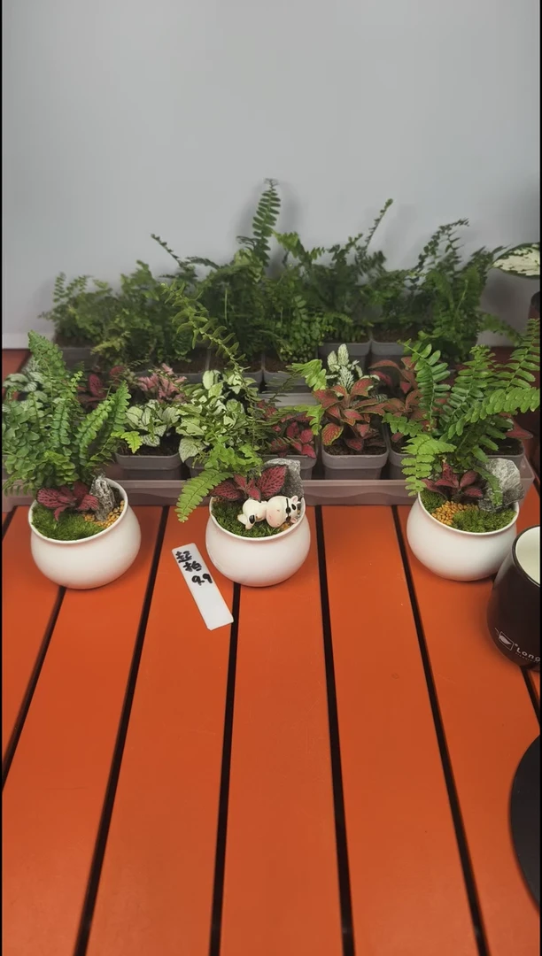 无花朵奥特曼专属链接赤玉土1