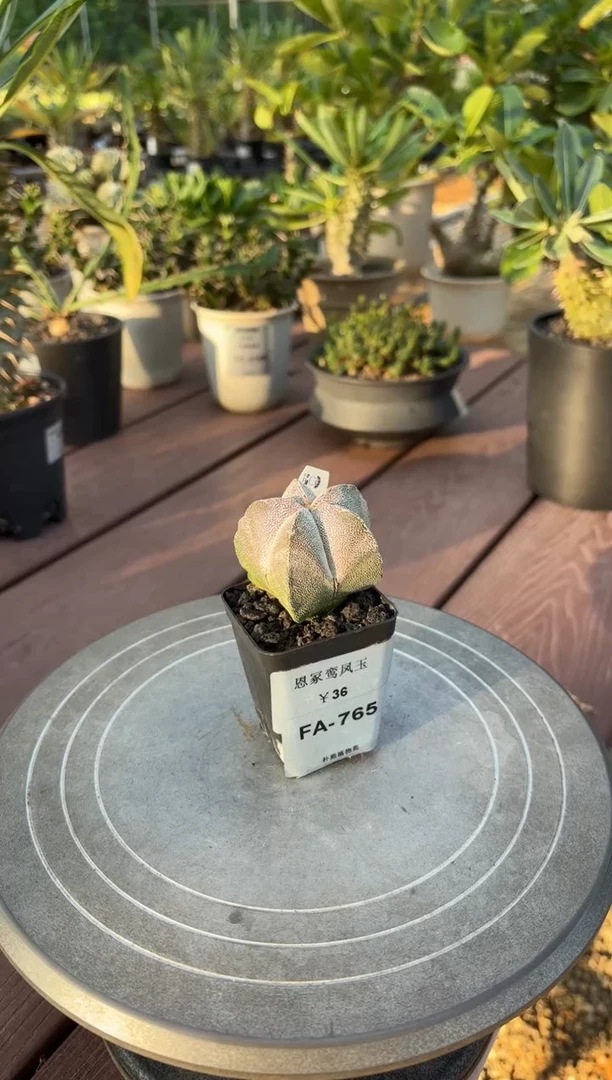 恩冢鸾凤玉FA-765