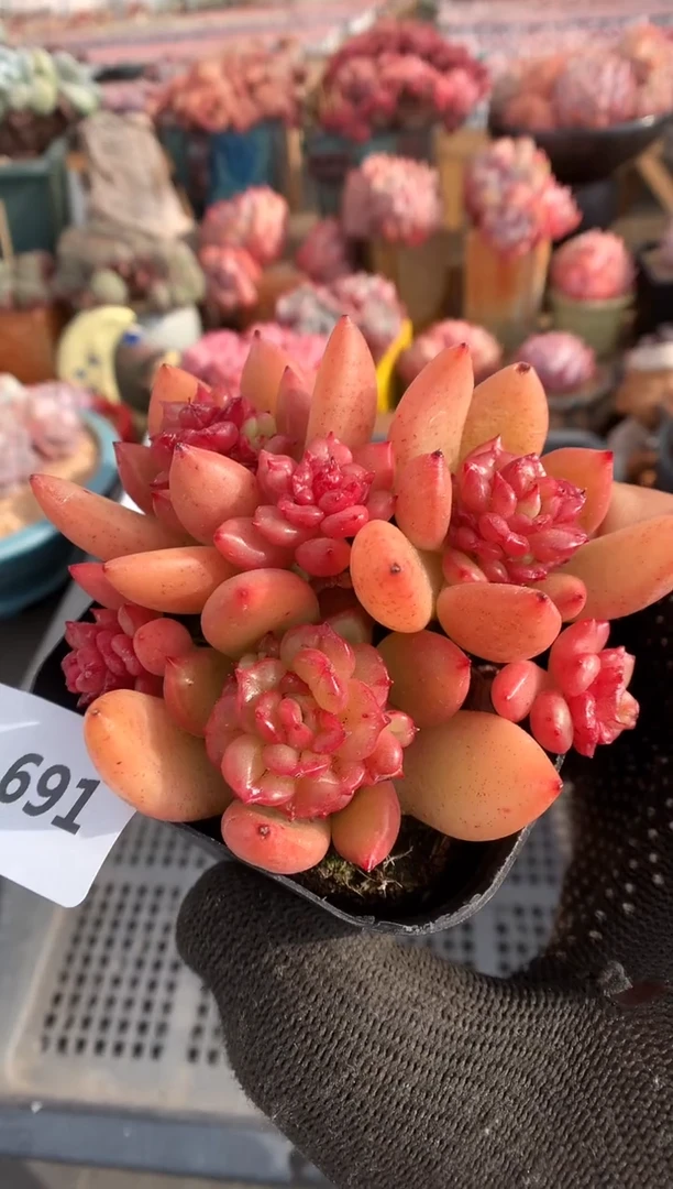 【闪购商品】691苹果花一物一拍