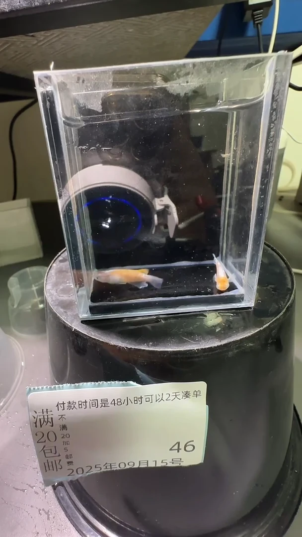 青鳉鱼观背青鳉观背青鳉46