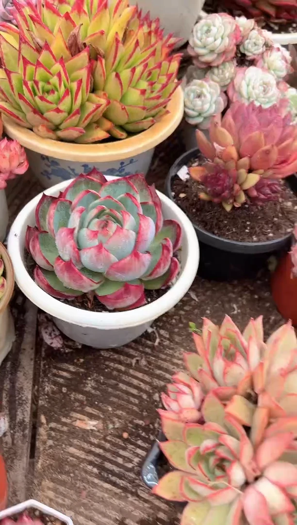 阿*多肉植物一物一拍17280
