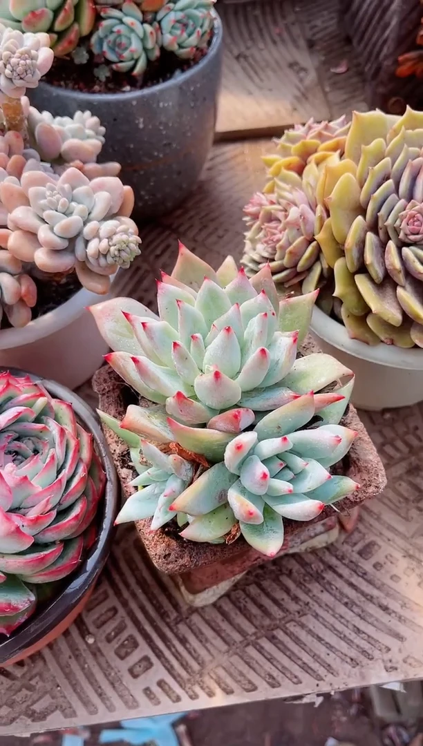 【闪购商品】12304