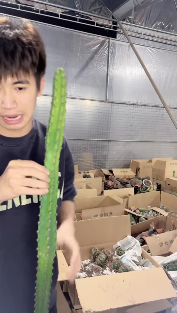 【闪购商品】【带根】高40cm 秀蒲柱