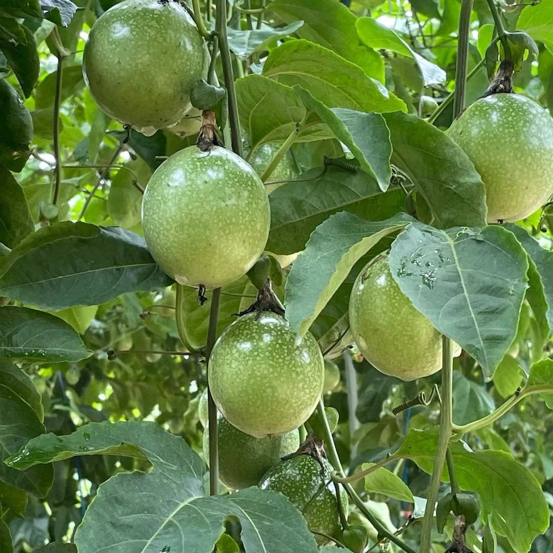 【小林哥专属】高山现摘现发黄金百香果