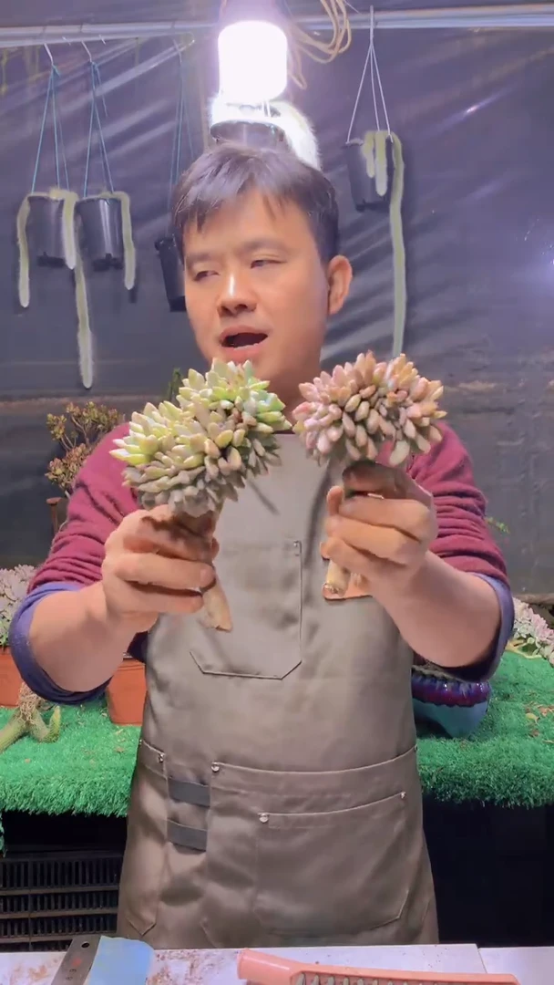 283雪缀化一物一拍