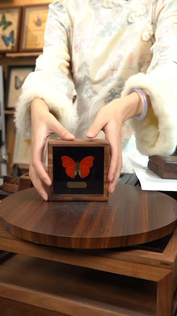 血漪蛱蝶胡桃木盒子款