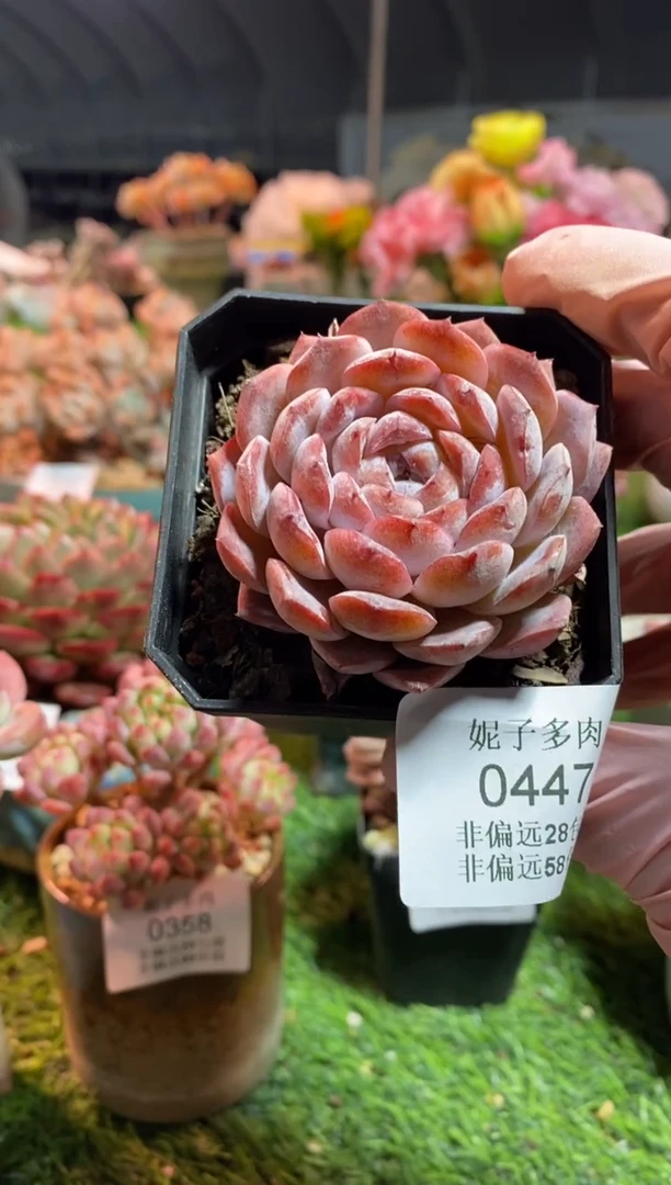 【闪购商品】0447a