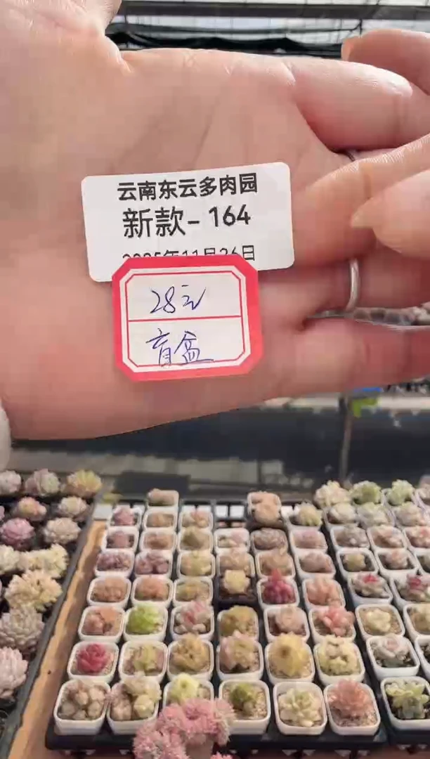 东云多肉园新款-164（28元盲盒）