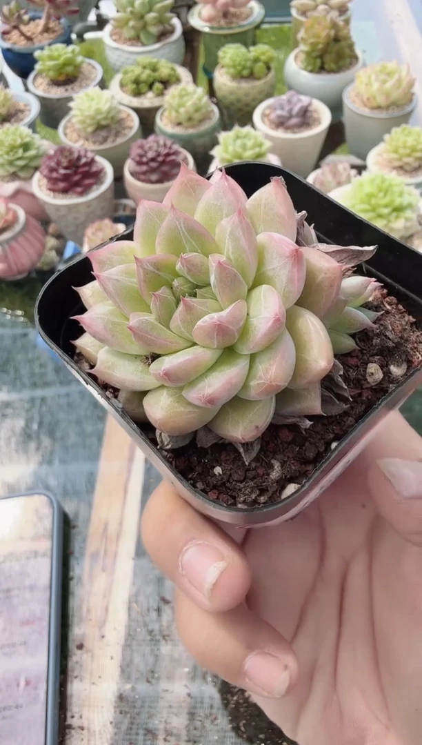 东云多肉园新款-152