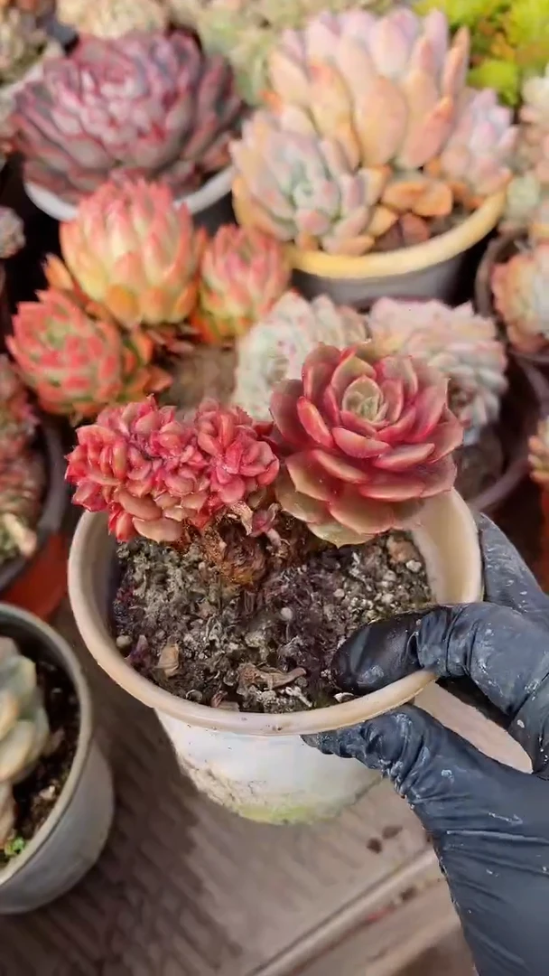 【闪购商品】13196多肉