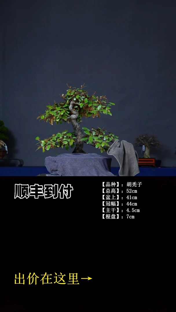 无花朵胡秃子 不包邮