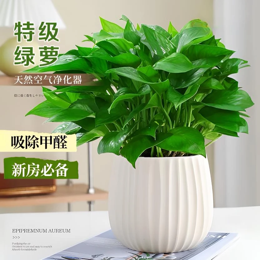 绿萝盆栽室内家用客厅好养活绿植净化空气办公室桌面常青懒人易养