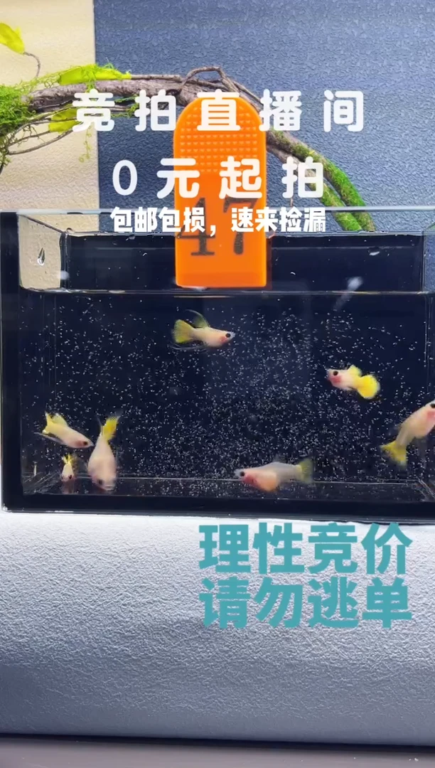 孔雀鱼黄金玻璃猫一组编号47