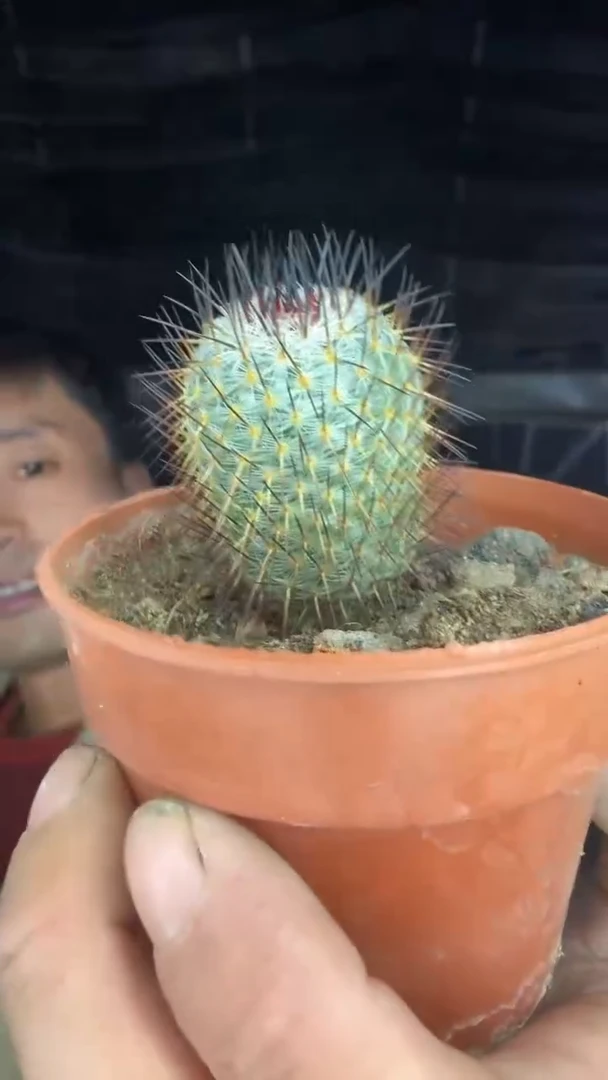 1号不知名12.99