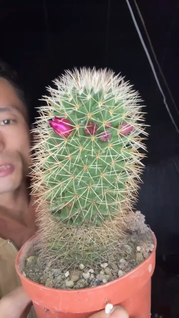 实生红花锦丸凑单发大的7.99