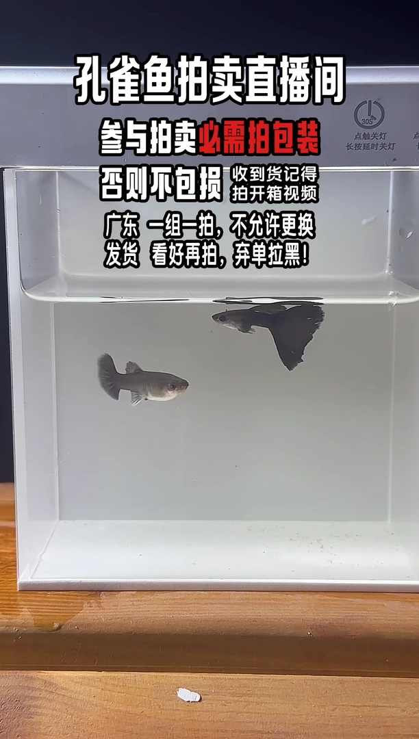 孔雀鱼泰山蓝礼服1对