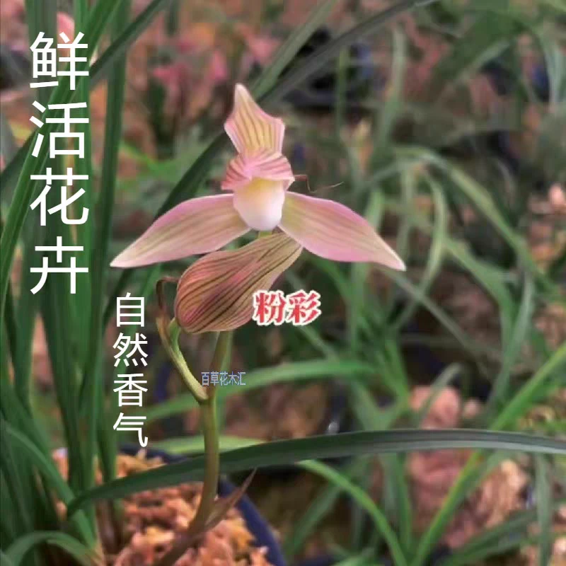 莲瓣彩素盆栽兰花粉彩带花清香观花植物室内客厅书房四季好养花卉