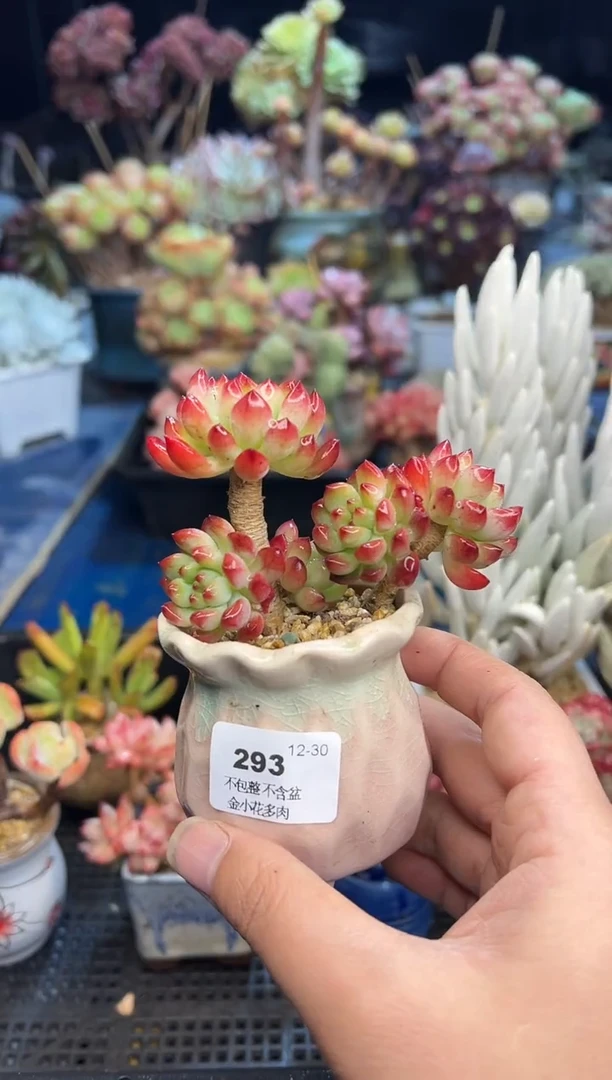 【闪购商品】293不带盆