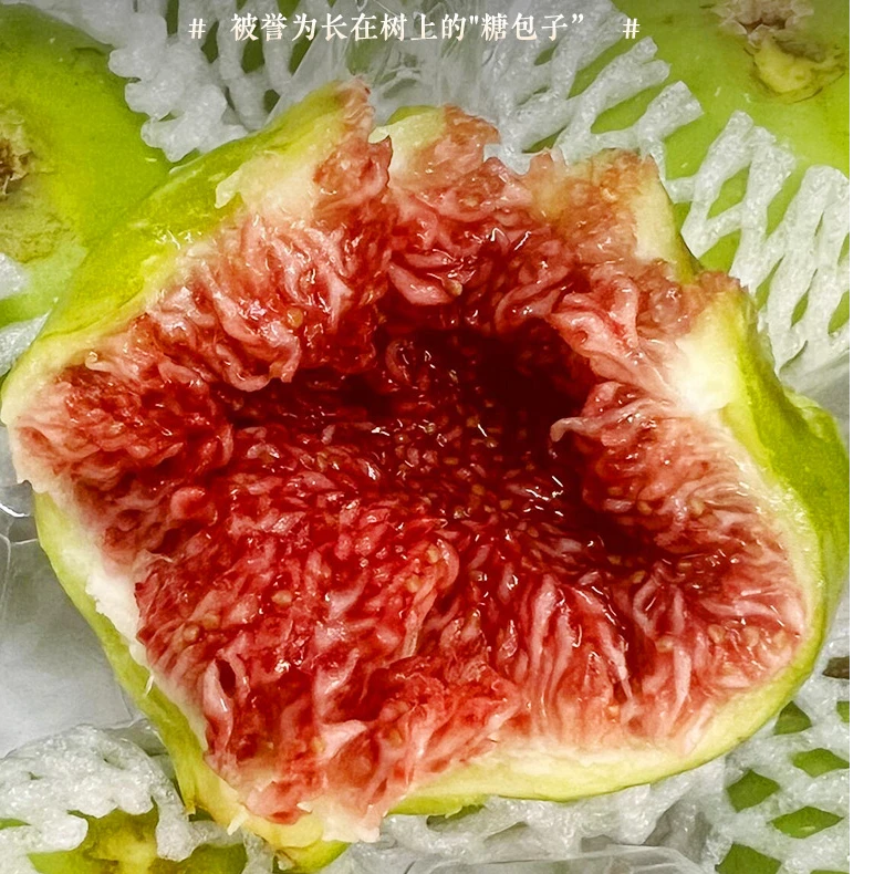 威海特产青皮无花果树上熟现摘现发顺丰包邮2-3斤山东