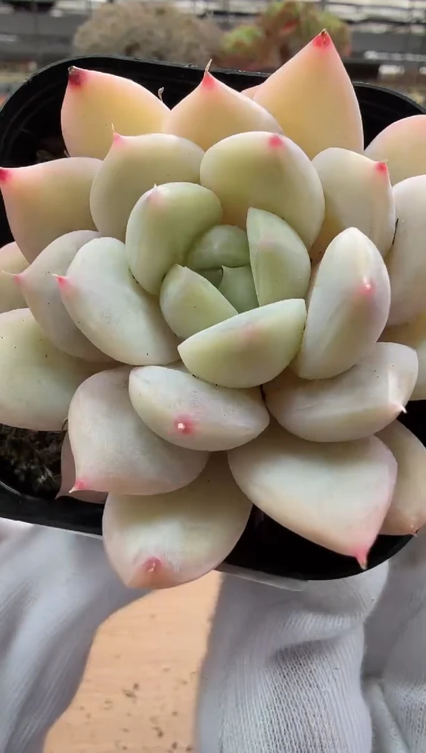 东云多肉园二店-32