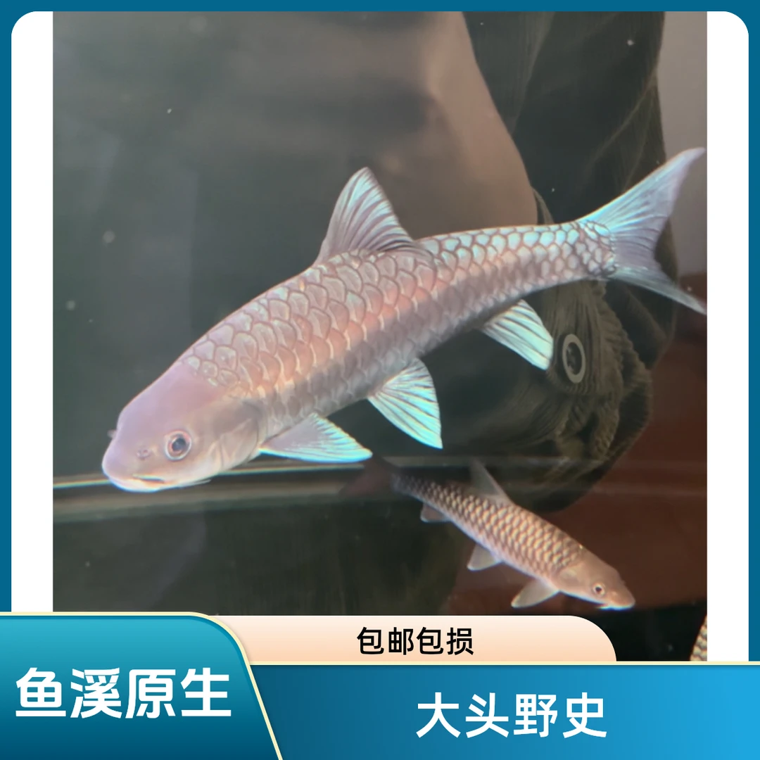 大头野史蓝吉罗观赏鱼吉罗野生原生鱼观赏鱼活体泰国红史红尾