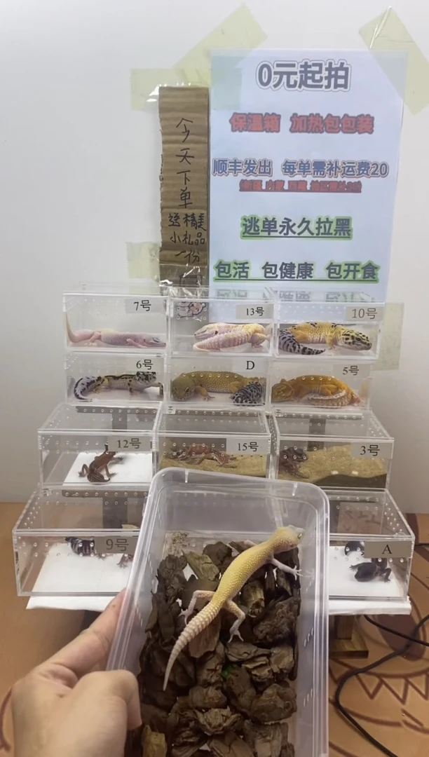 豹纹守宫豹纹守宫幼苗亚成体成体肥尾