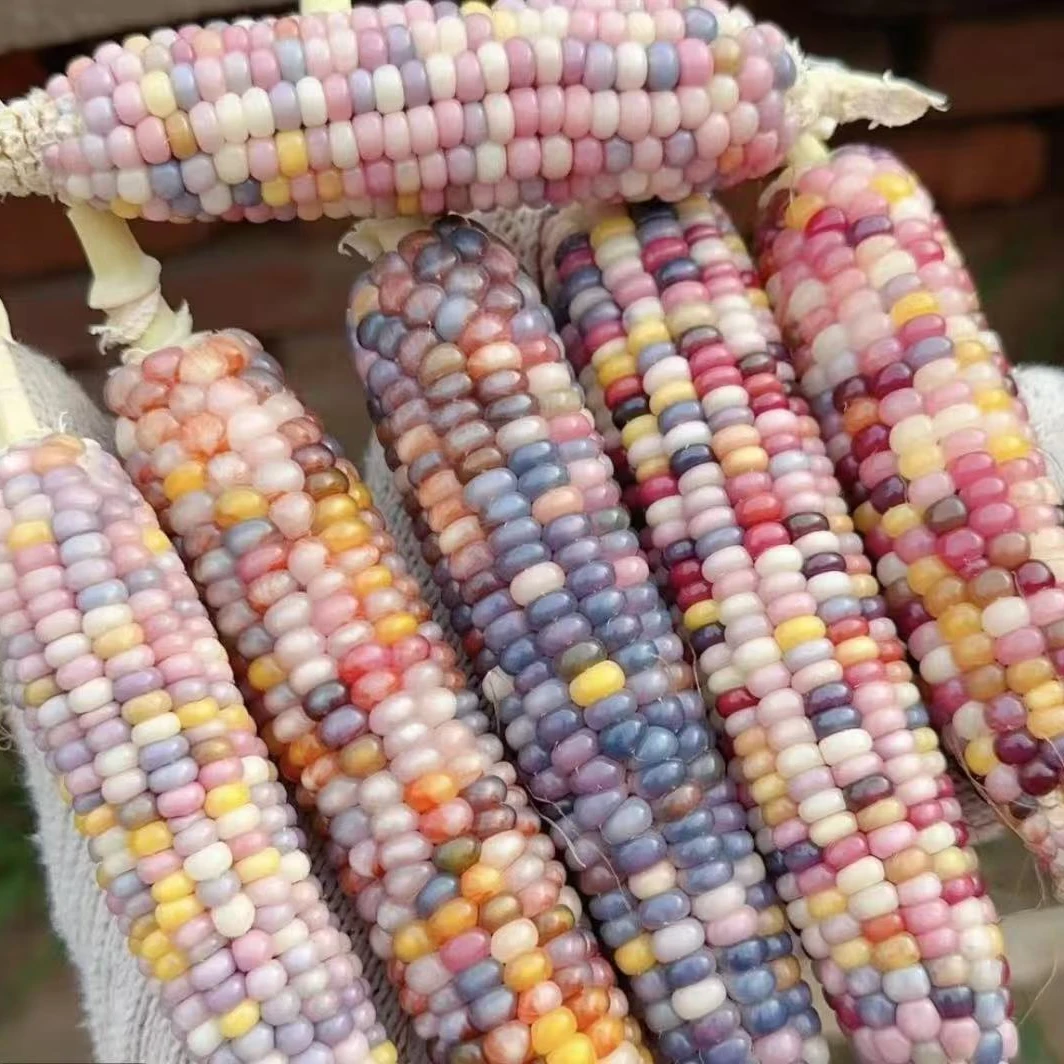 文玩玉米直播链接 一物一拍（不要私拍）截图拍下 可盘文玩玉米