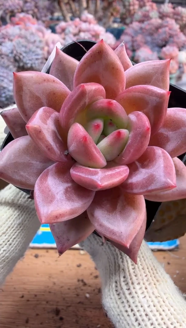 东云多肉园三号店-140