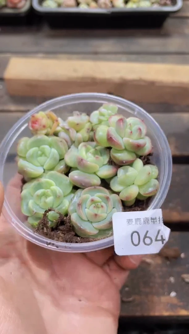 【闪购商品】064霸道珍妮量拍1盒