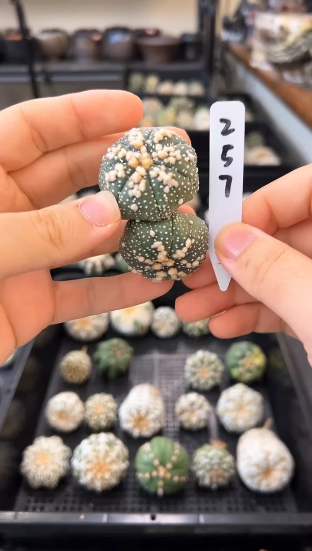 肉*多实生根带生长纹无盆土，编码257