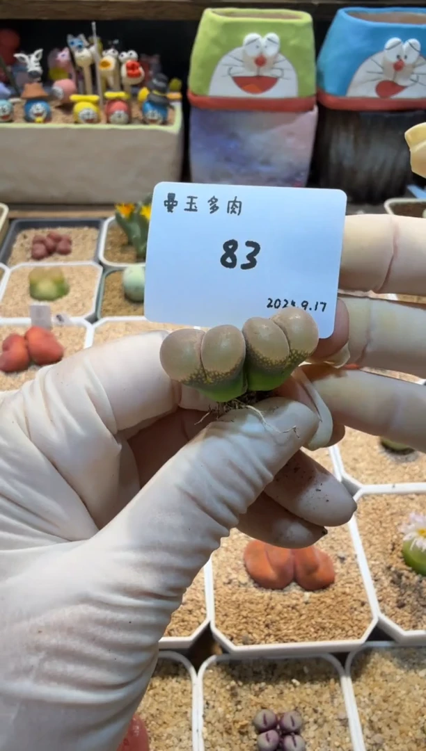 多****火25.9.17-83多肉