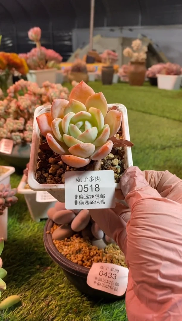 【闪购商品】0518a