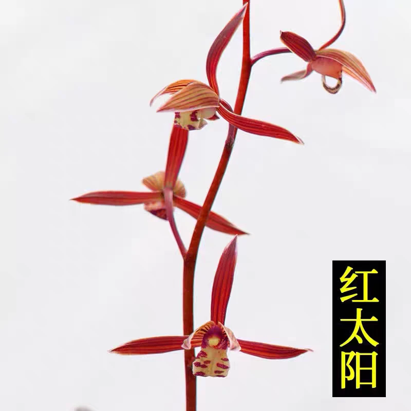 〖正品国兰假一赔十〗墨兰红太阳先明艺绿覆轮甜香高档名贵兰花