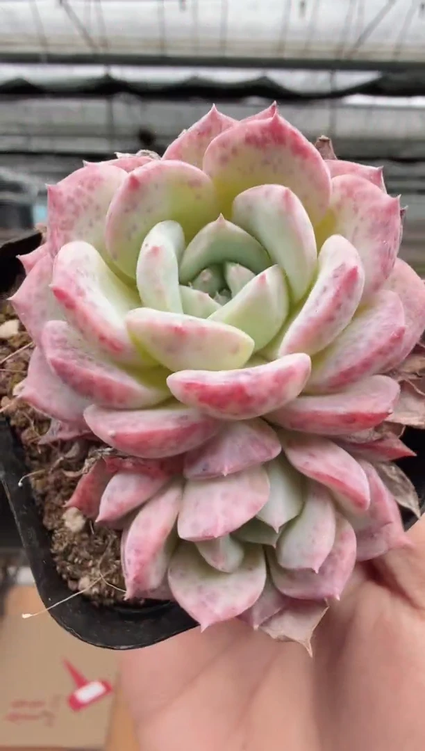 东云多肉园新款-92