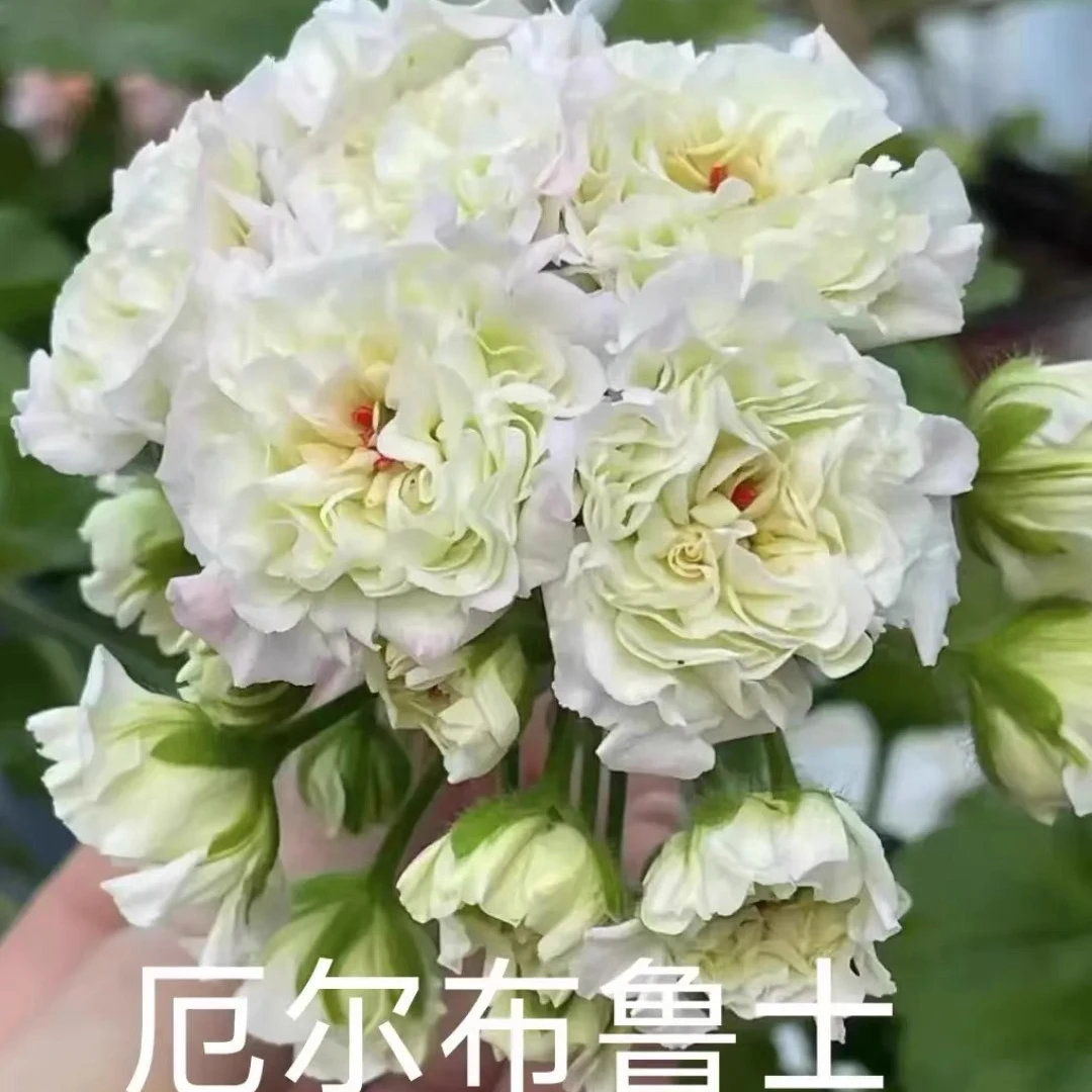 【厄尔布鲁士】半兽天竺葵中苗包对版