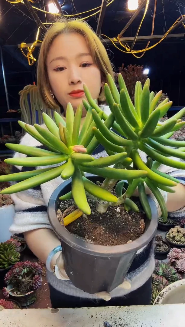 靖****品4号一物一拍脱土包邮