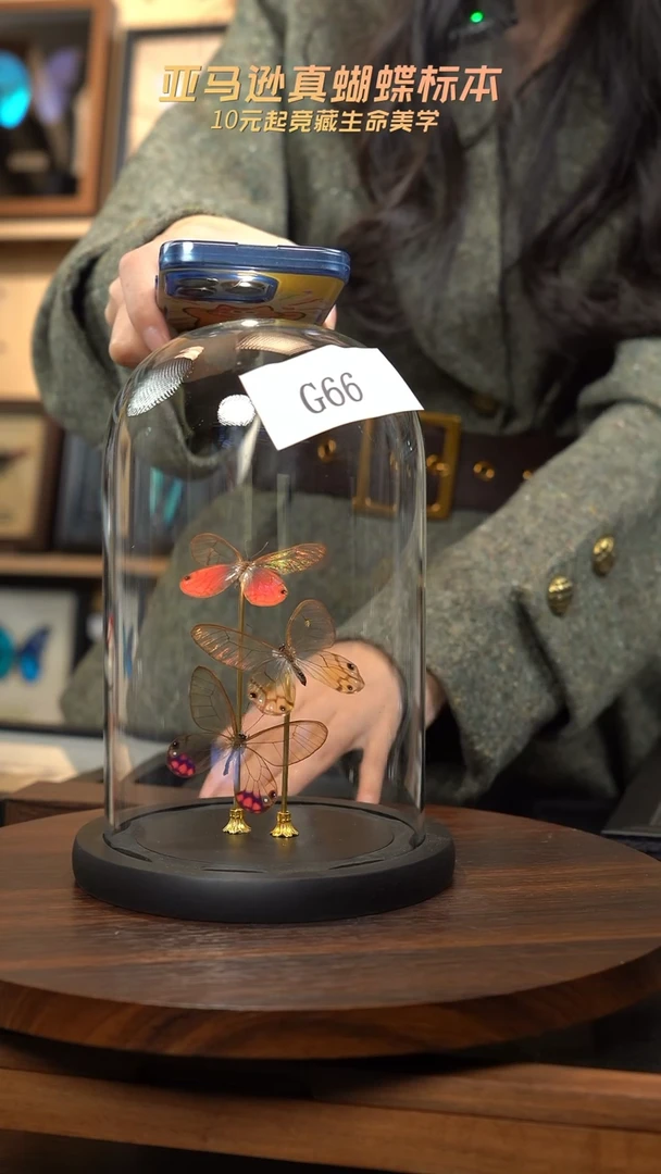 蝴蝶标本摆件竞拍g66